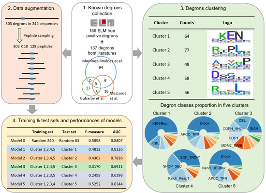 Predicting E3 ligase binding site
