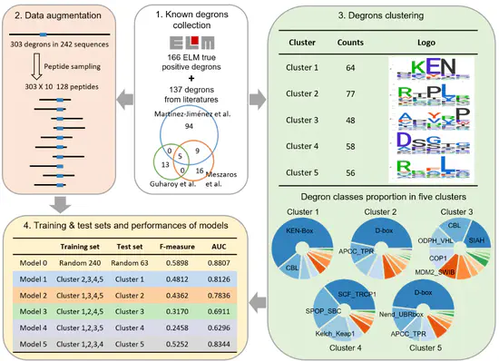 Bioinformatics tools for protein degradation