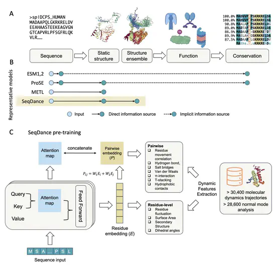 Representation learning of protein dynamics