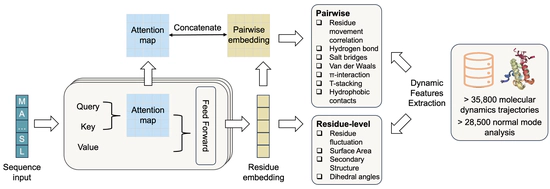 Learn protein dynamics with pLMs