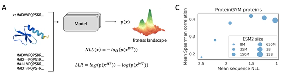 pLM fitness prediction