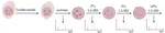 Investigating phase separation properties of chromatin-associated proteins using gradient elution of 1,6-hexanediol